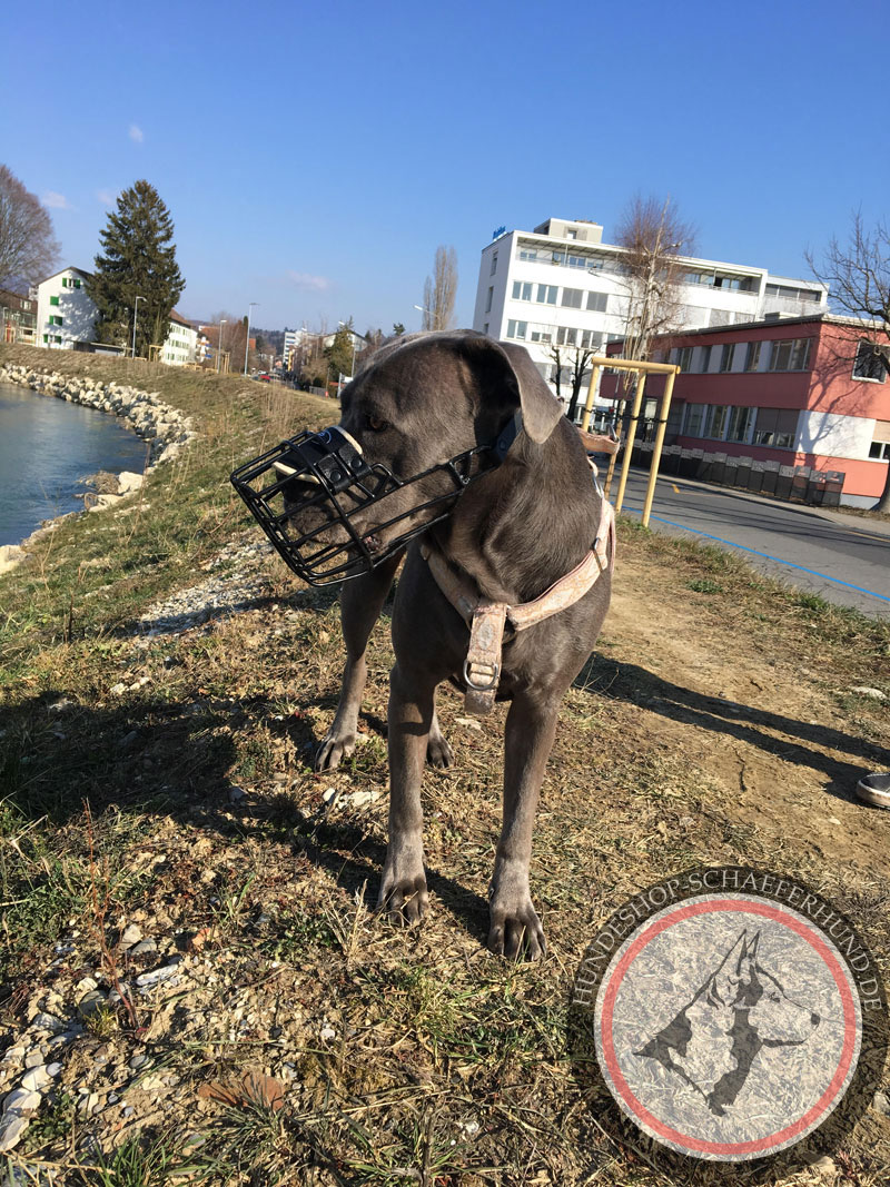 Allwetter Maulkorb für großen Hund kaufen online